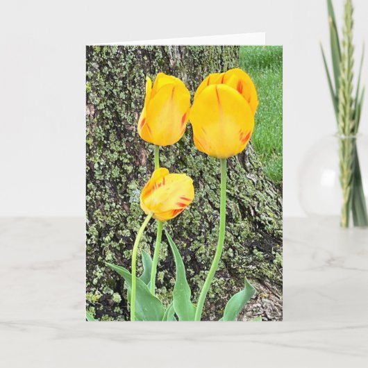 Trois Tulipes Jaunes / (Devant)