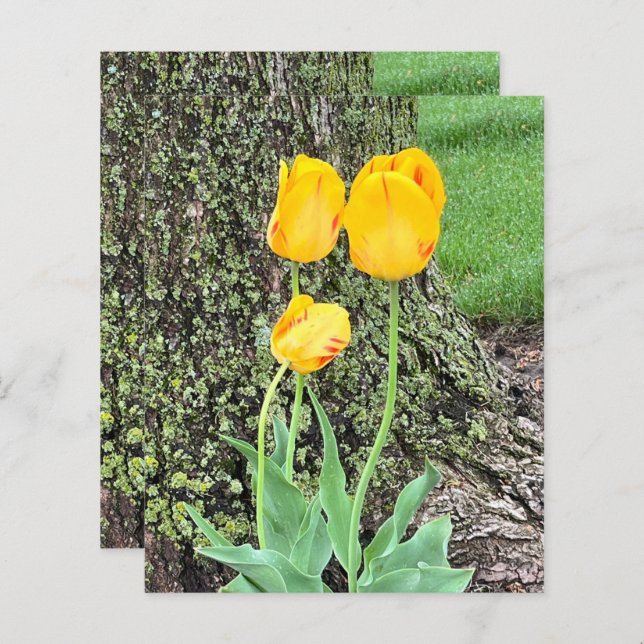 Trois Tulipes Jaunes / Papier à gratter (Devant / Derrière)