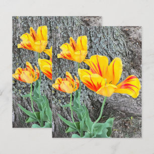 Trois Tulipes Jaunes Sequel / Papier à gratter