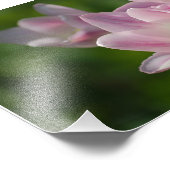 Trois tulipes roses photo (Coin)