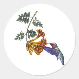 Trompet Creeper Ruby Throated kolibrie Ronde Sticker