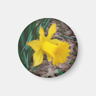 Trompet Daffodil Kleine ronde magneet