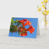 Trompet wijnstok & Honeysuckle Kaart (Gele Bloem)