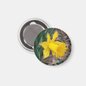 Trompette Daffodique Petit Aimant Rond (Recto/Verso)
