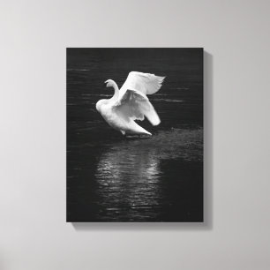 Trompetterzwaan b/w canvas afdruk