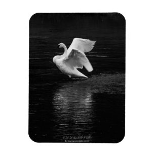 Trompetterzwaan b/w magneet