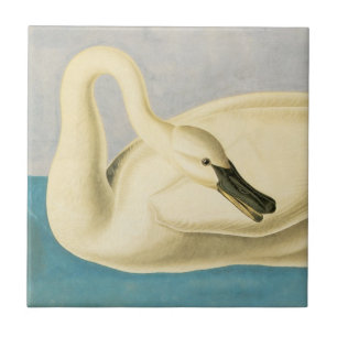 Trompetterzwaan door John James Audubon, Vintage V Tegeltje