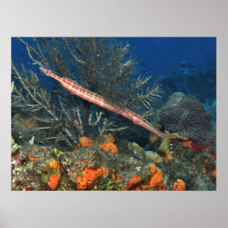 Trompetvis in Cozumel Poster
