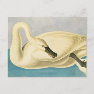 Trompetzwaan door John James Audubon, Vintage Voge Briefkaart