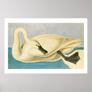 Trompetzwaan door John James Audubon, Vintage Voge Poster