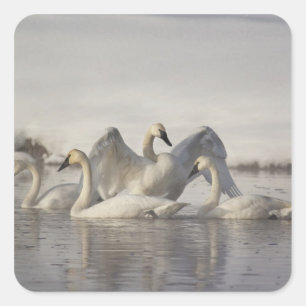 Trompetzwanen in de Madison-rivier in de winter Vierkante Sticker