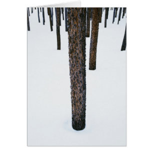 Troncs d'arbre dans la neige