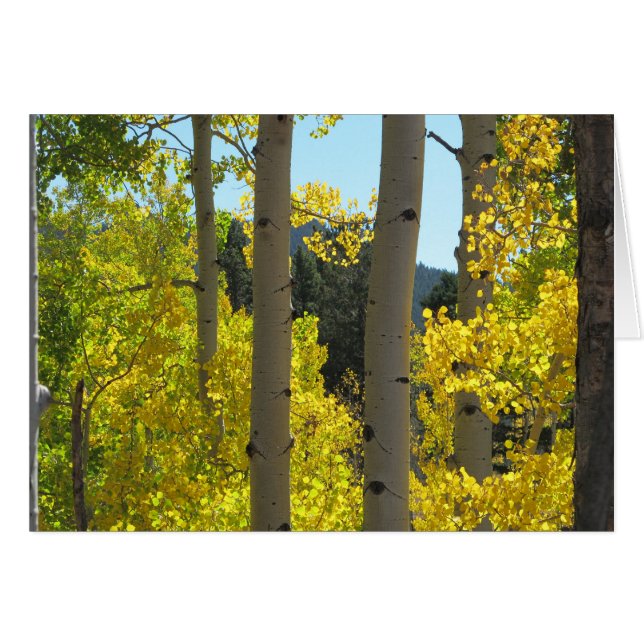 Troncs d'arbre d'Aspen dans Golden Grove (Devant horizontal)