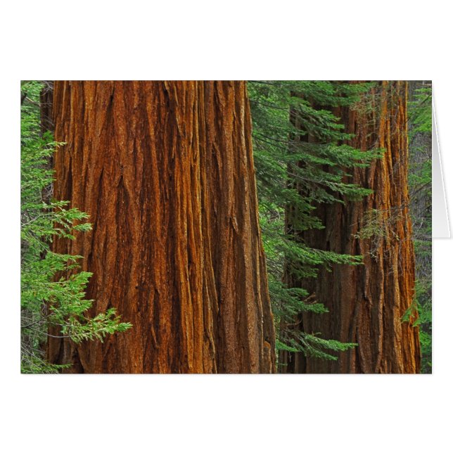 Troncs de Séquoia géant en forêt, Yosemite (Devant horizontal)