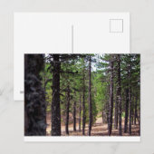 Troodos-bergbos, Cyprus Briefkaart (Voorkant / Achterkant)