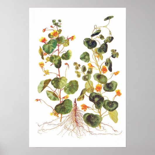 Tropaeolum majus poster (Voorkant)