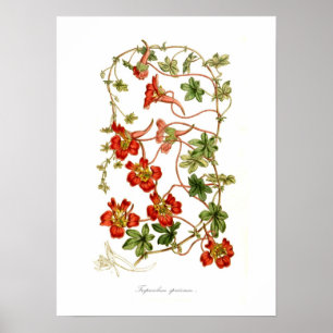 Tropaeolum speciosum poster