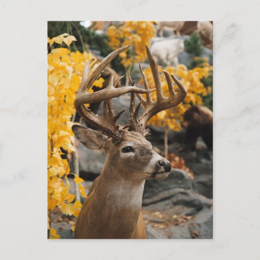 Trophy Deer Briefkaart (Voorkant)