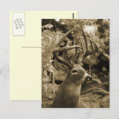 Trophy Deer Briefkaart (Voorkant / Achterkant)