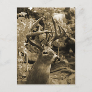 Trophy Deer Briefkaart