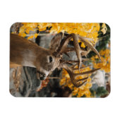 Trophy Deer Magneet (Horizontaal)