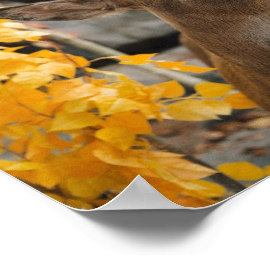 Trophy Deer Poster (Hoek)