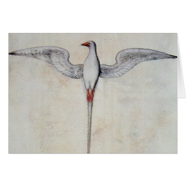 Tropic Bird (Voorkant Horizontaal)