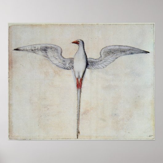 Tropic Bird Poster (Voorkant)