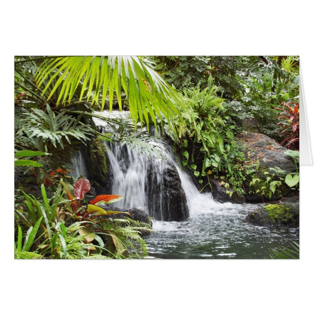 Tropical (Devant horizontal)