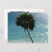 Tropical Beach Palm Tree Postcard Briefkaart (Voorkant / Achterkant)