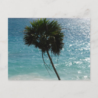 Tropical Beach Palm Tree Postcard Briefkaart