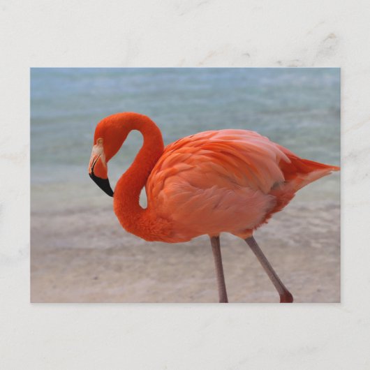 Tropical Beaches Caribbean Flamingo, Aruba Briefkaart (Voorkant)