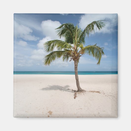 Tropical Beaches Eagle Beach, Aruba Magneet (Voorkant)