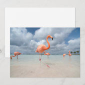 Tropical Beaches Flamingos Beach, Aruba Bedankkaart (Voorkant / Achterkant)