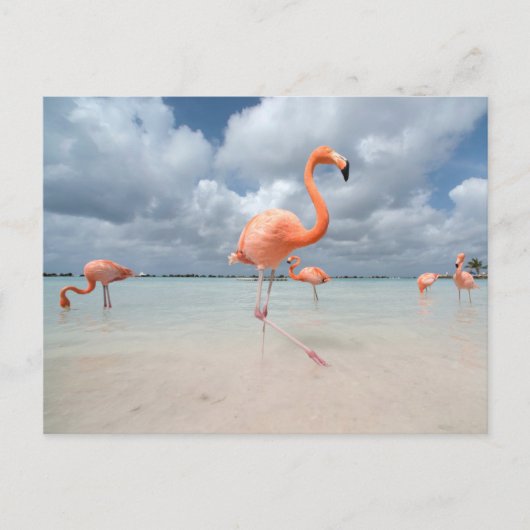 Tropical Beaches Flamingos Beach, Aruba Briefkaart (Voorkant)