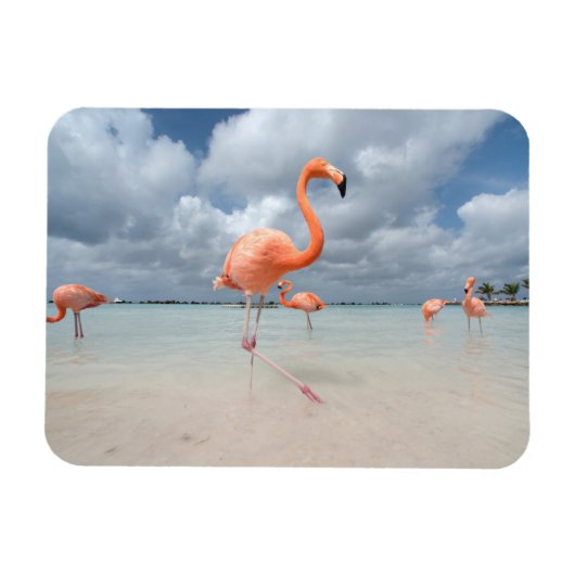 Tropical Beaches Flamingos Beach, Aruba Magneet (Horizontaal)