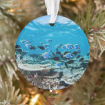 Tropical Beaches | Sturgeon Amongst Coral<br><div class="desc">This amazing Getty Images photo features a large school of surgeon fish is feeding amongst a variety of hard corals.</div>