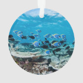 Tropical Beaches | Sturgeon Amongst Coral (dos)