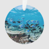 Tropical Beaches | Sturgeon Amongst Coral (devant)