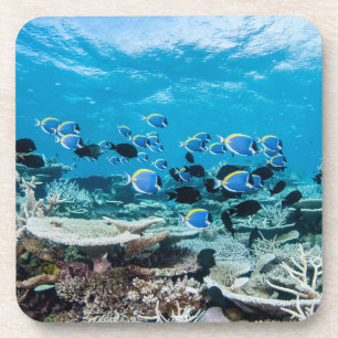 Tropical Beaches Sturgeon Amongst Coral Bier Onderzetter