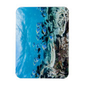 Tropical Beaches | Sturgeon Amongst Coral Magneet (Verticaal)