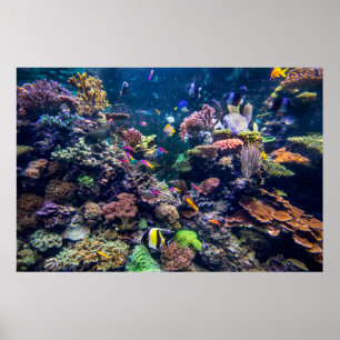 Tropical Beaches Underwater Coral Reef Poster