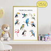 Tropical Birds Educational Poster Perfect Poster