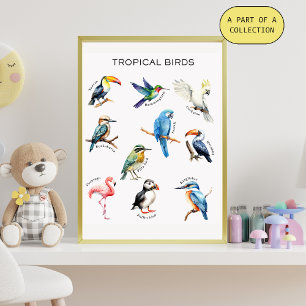 Tropical Birds Educational Poster Perfect Poster