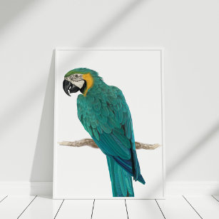 Tropical Blue Macaw Hand Drawn Illustration Poster