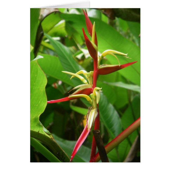 Tropical de la forêt tropicale tropicale (Devant)