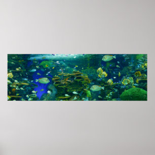 Tropical fish Poster