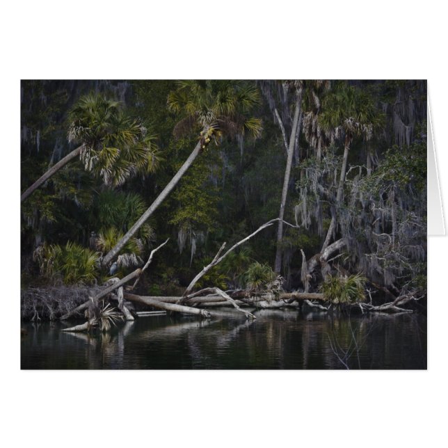 Tropical Florida (Voorkant Horizontaal)