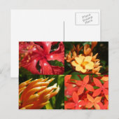 "Tropical Heat" Postcard Briefkaart (Voorkant / Achterkant)