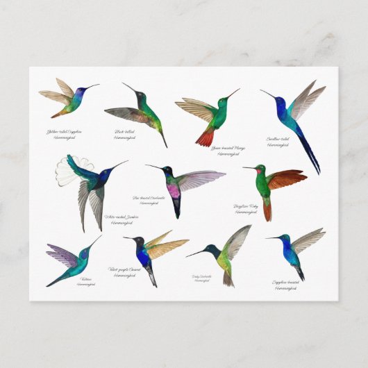 Tropical Hummingbirds  Briefkaart (Voorkant)